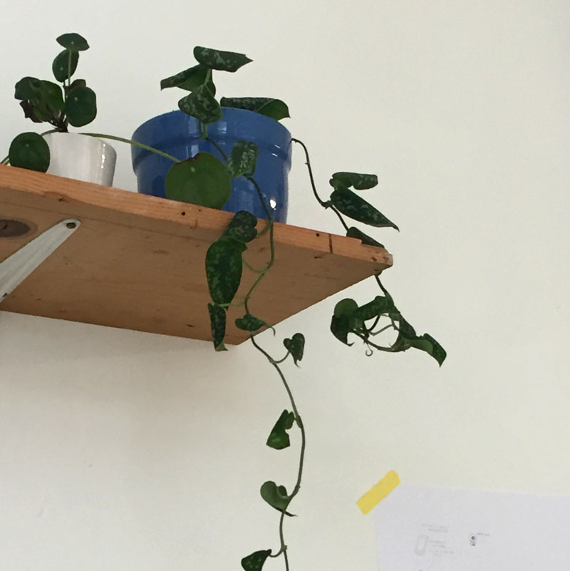 plant on a shelf